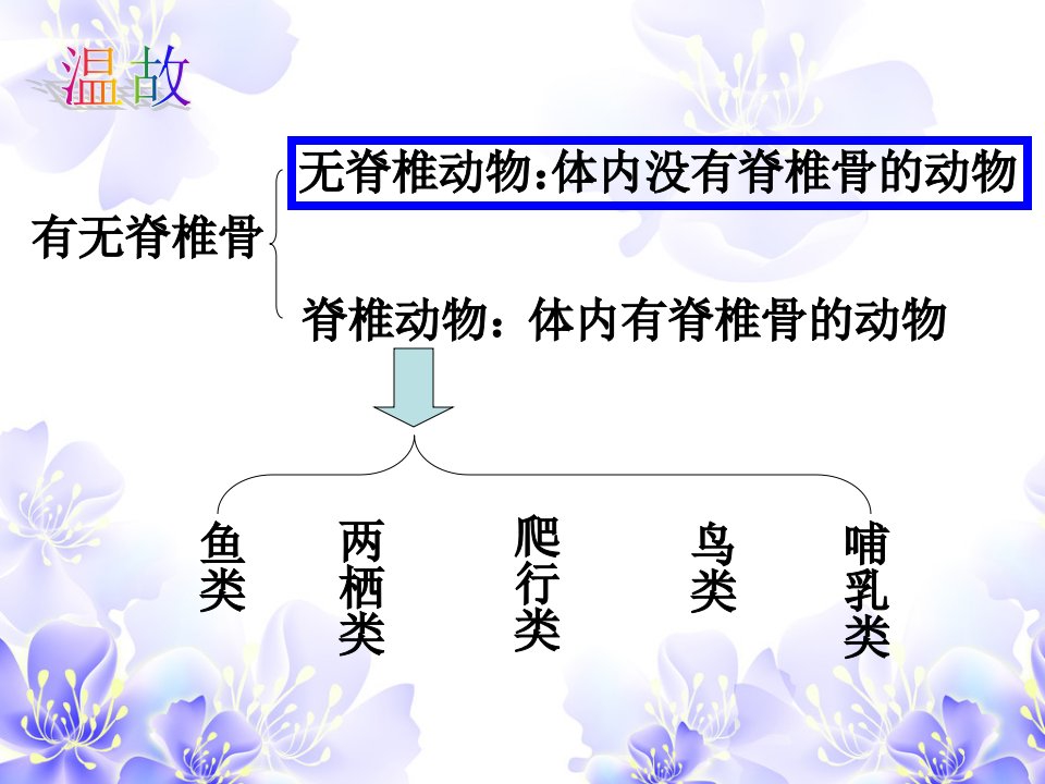 常见的动物(无脊椎动物)