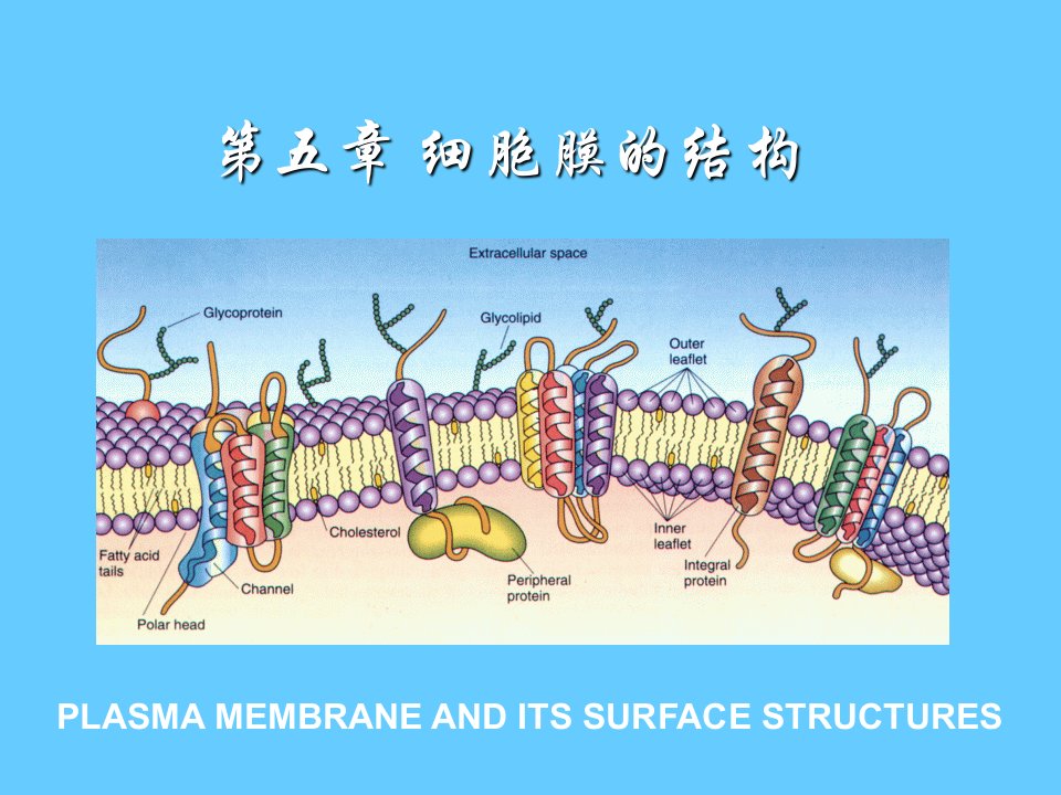 《细胞膜的结构》PPT课件