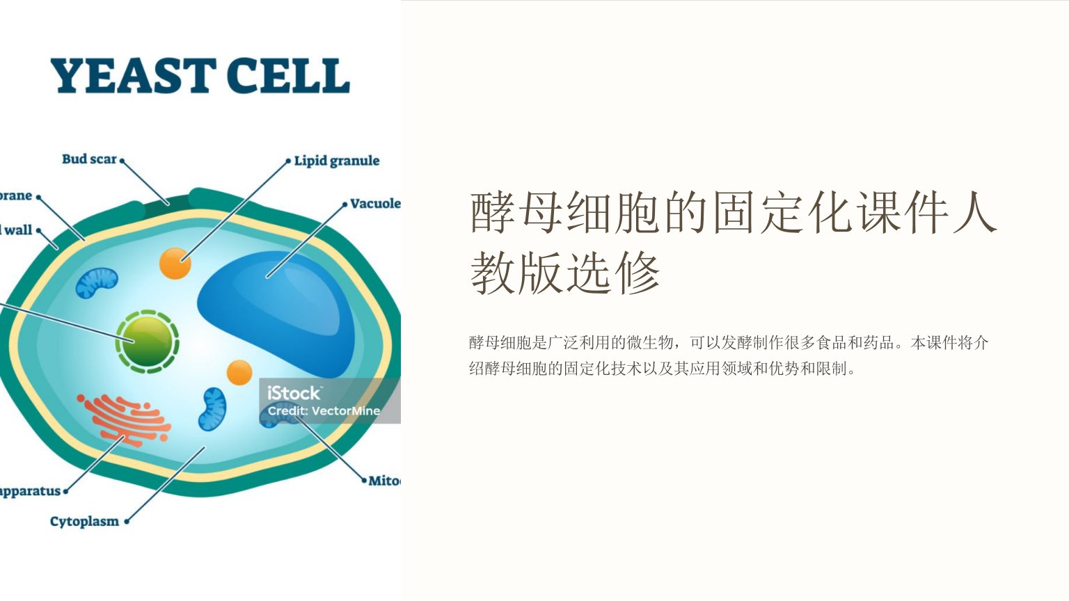 酵母细胞的固定化课件人教版选修