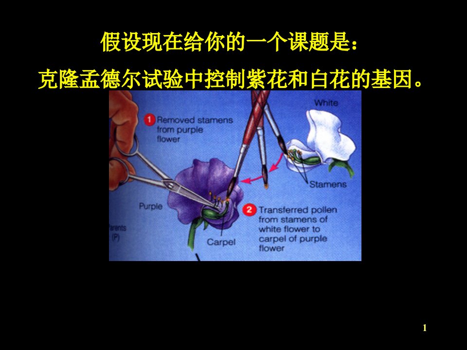 基因组学课件：3.1图位克隆及重组单株