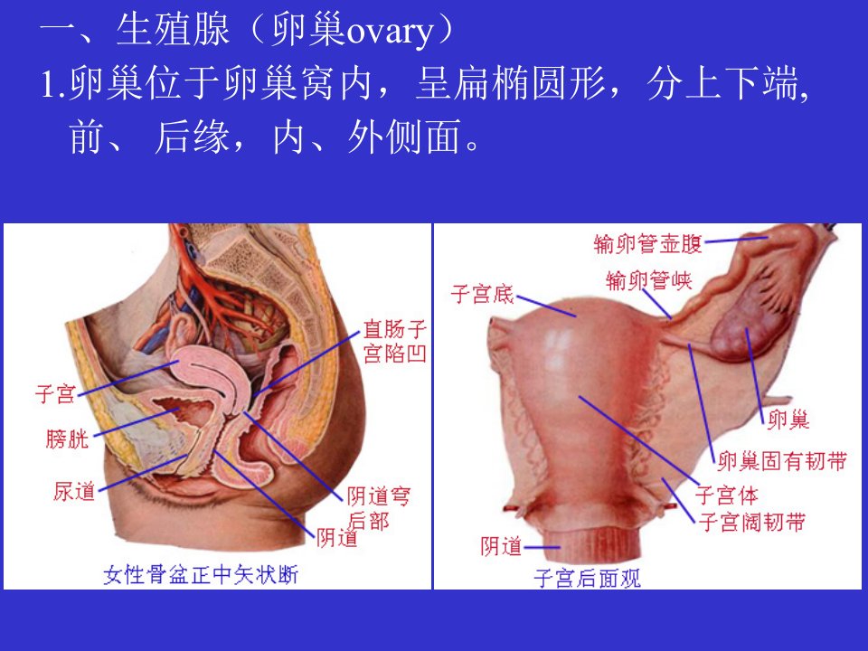 女性生殖系统2课件