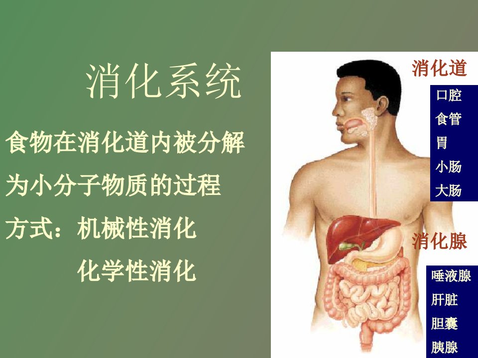 生理学第六章消化系统