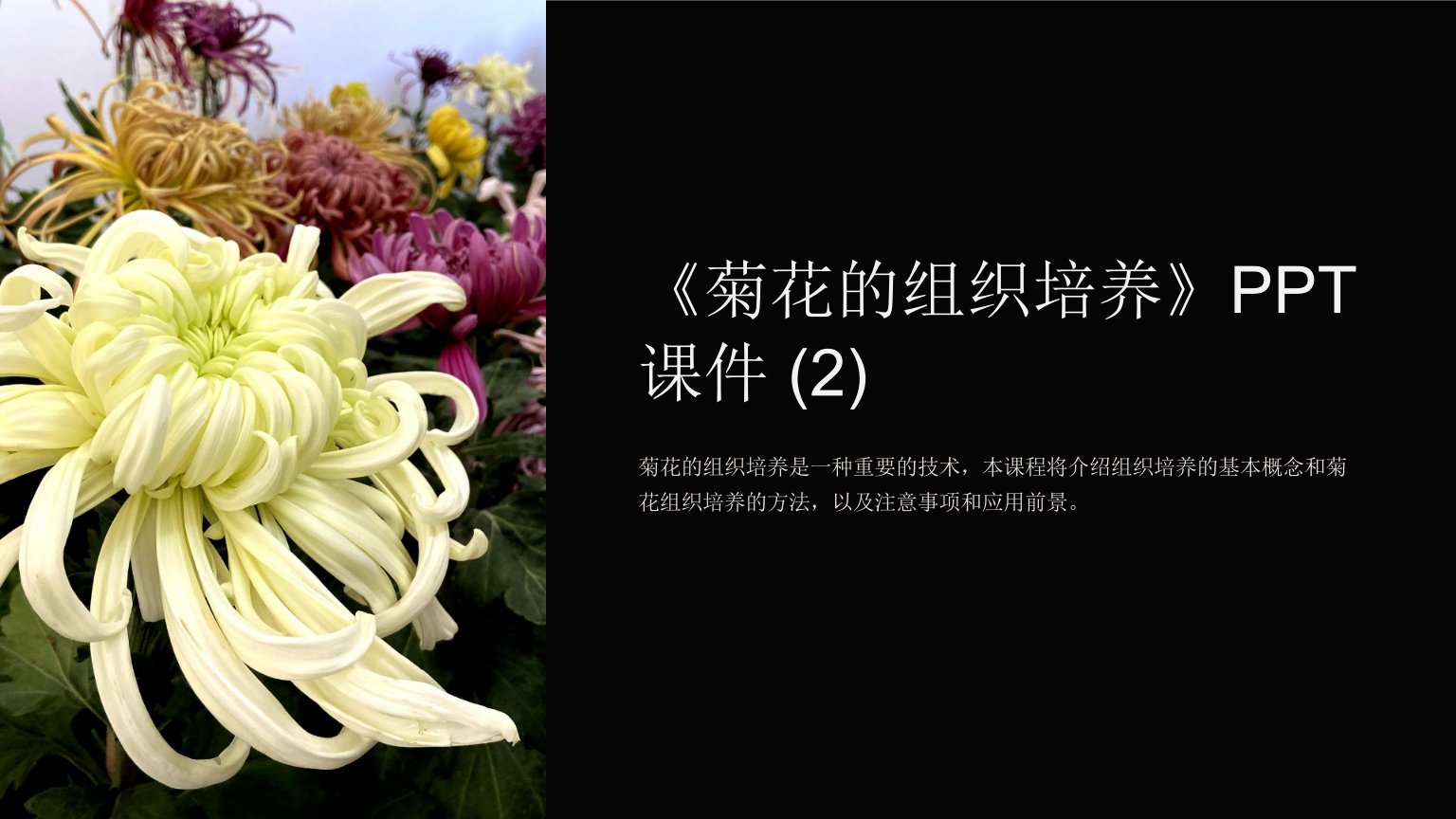 《菊花的组织培养》课件