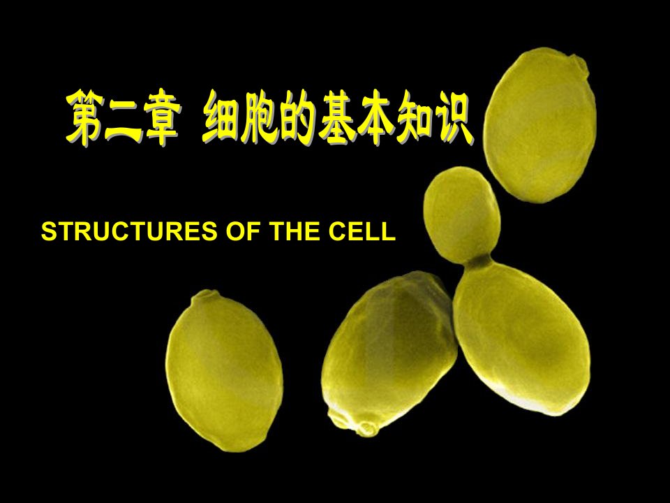 分子生物学大学第二章