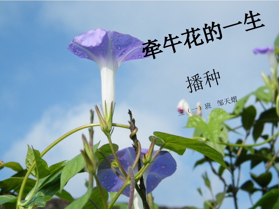 牵牛花的播种幻灯片