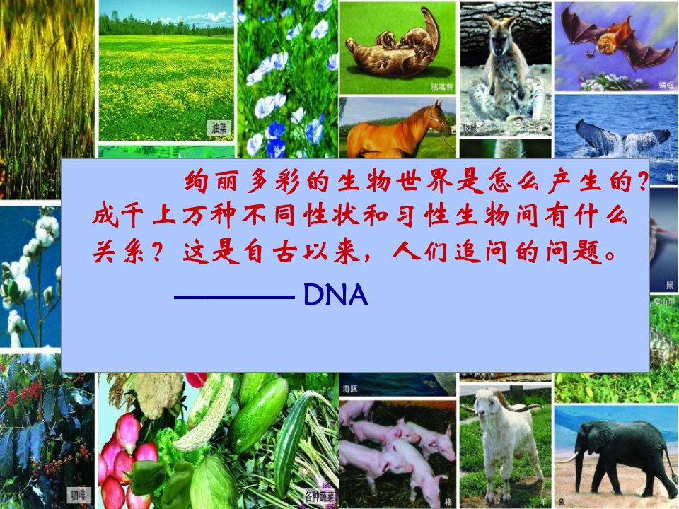 生物化学核酸结构与功能