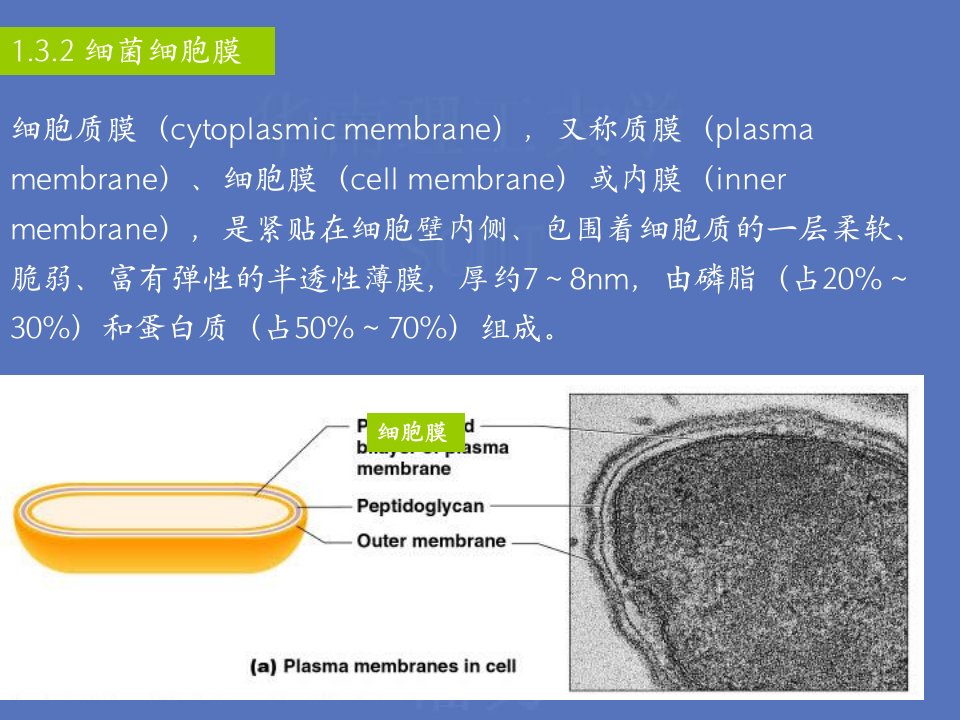 微生物的形态、构造、功能及重要的工业微生物