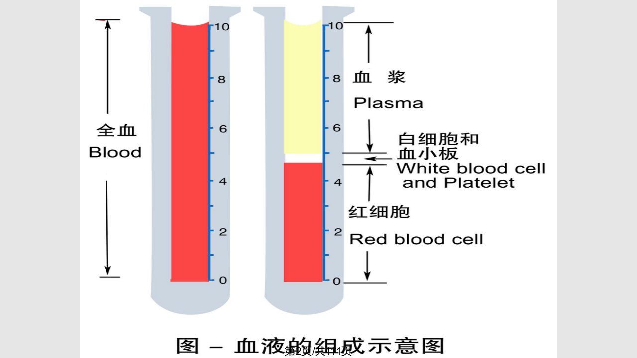 生理学血液学习