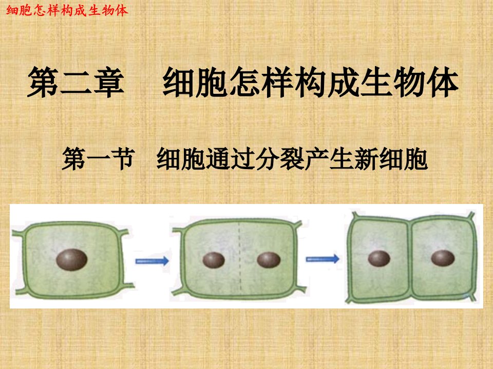 湖北省麻城市集美学校初中七年级生物上册