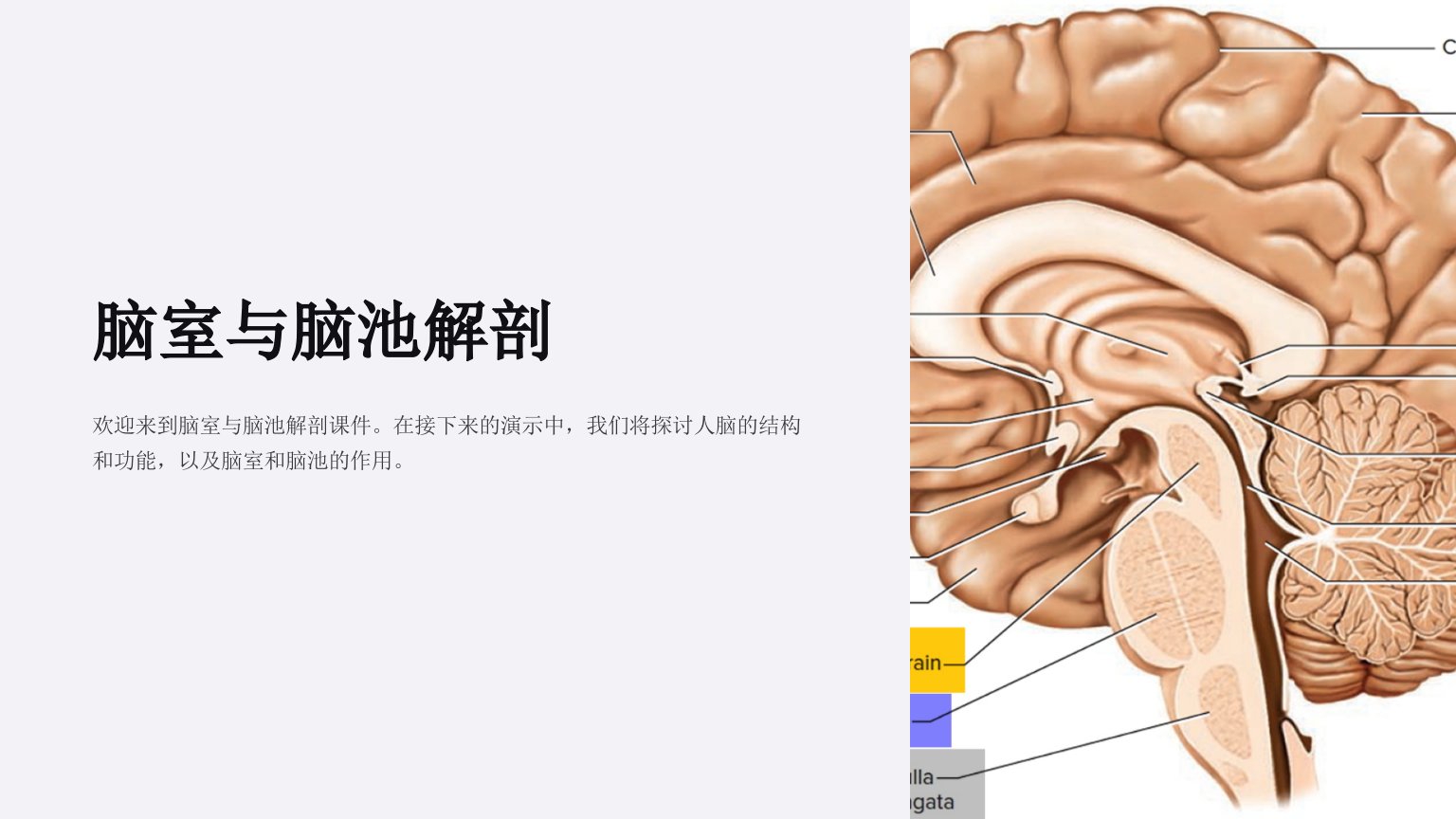 《脑室与脑池解剖》课件