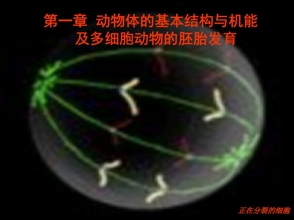 动物生物学动物细胞组织器官和系统