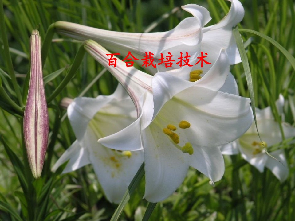 百合栽培技术幻灯片