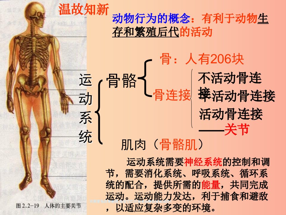 八年级生物上册