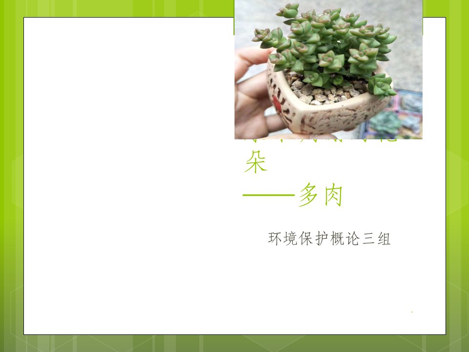 多肉植物介绍ppt课件