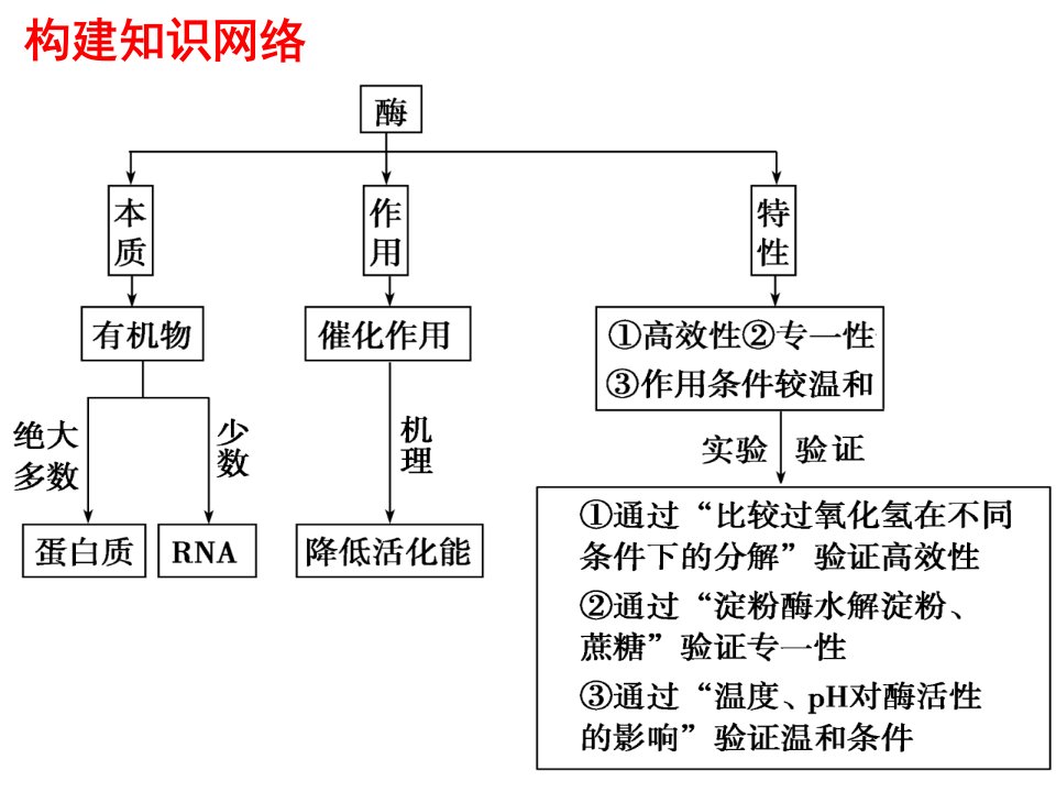 一轮复习酶与ATPppt课件