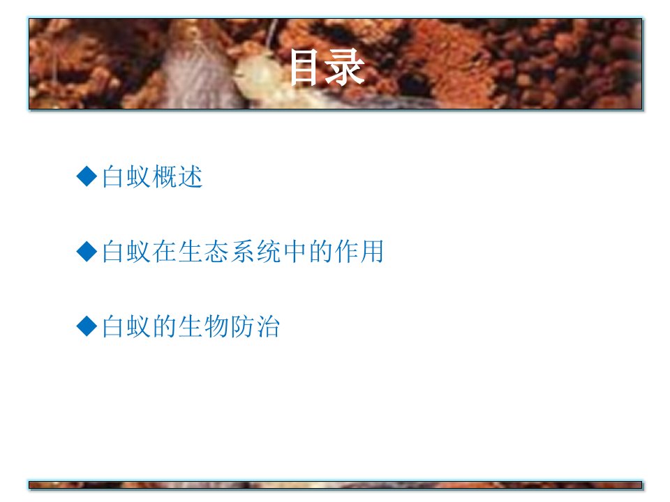 白蚁的作用ppt课件