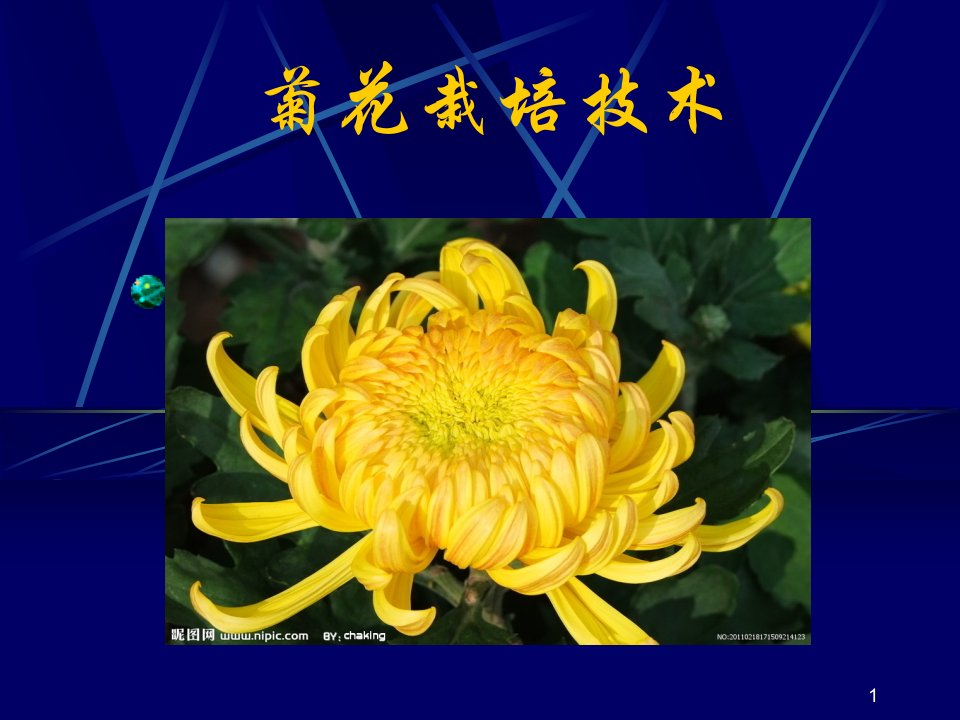 菊花栽培-课件（ppt演示稿）