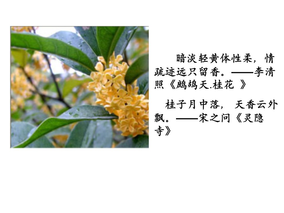 人教版小学语文课件桂花雨