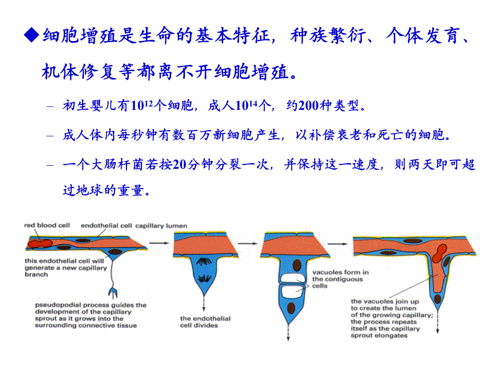 医学细胞生物学-细胞增殖3eef4f3a5727a5e9856a61ad-PPT幻灯片