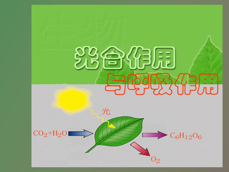 光合作用和呼吸作用的专题复习