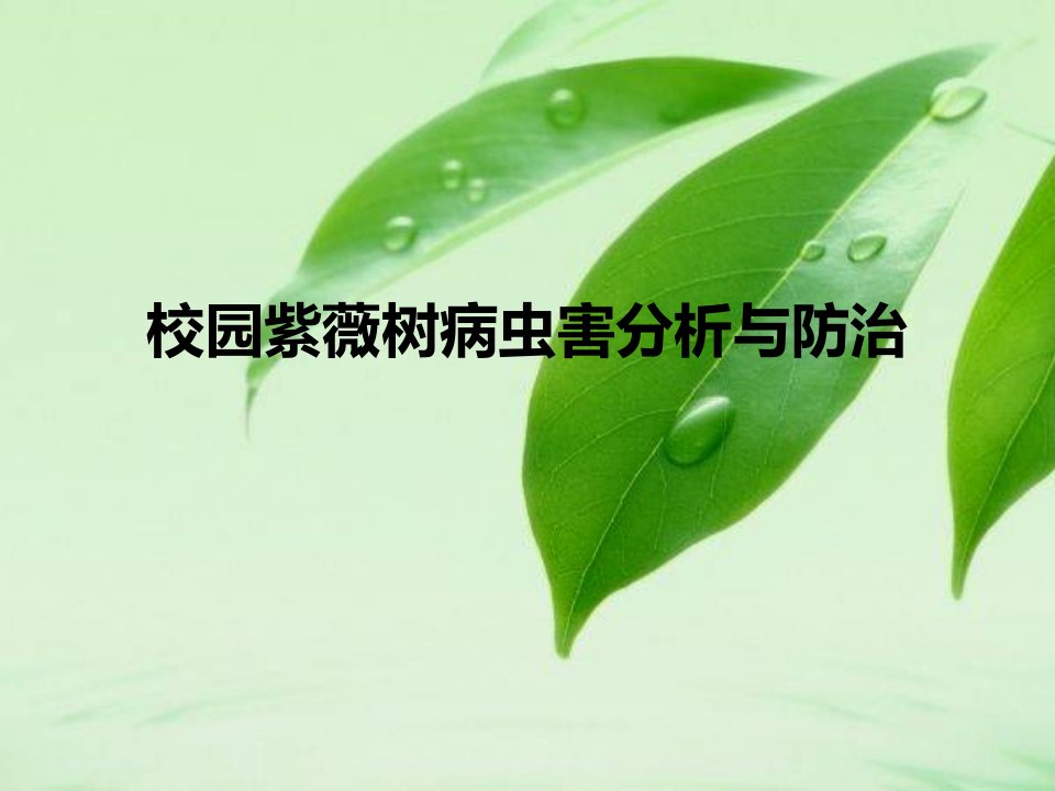 紫薇树病虫害介绍