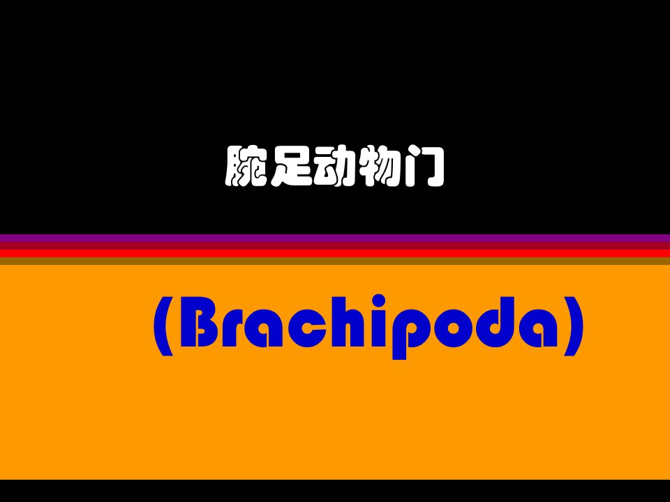 古生物学-腕足动物（PPT演示稿）