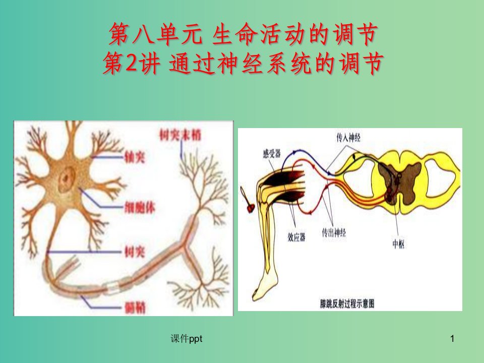 高考生物一轮复习-第八单元-第2讲-通过神经系统的调节课件