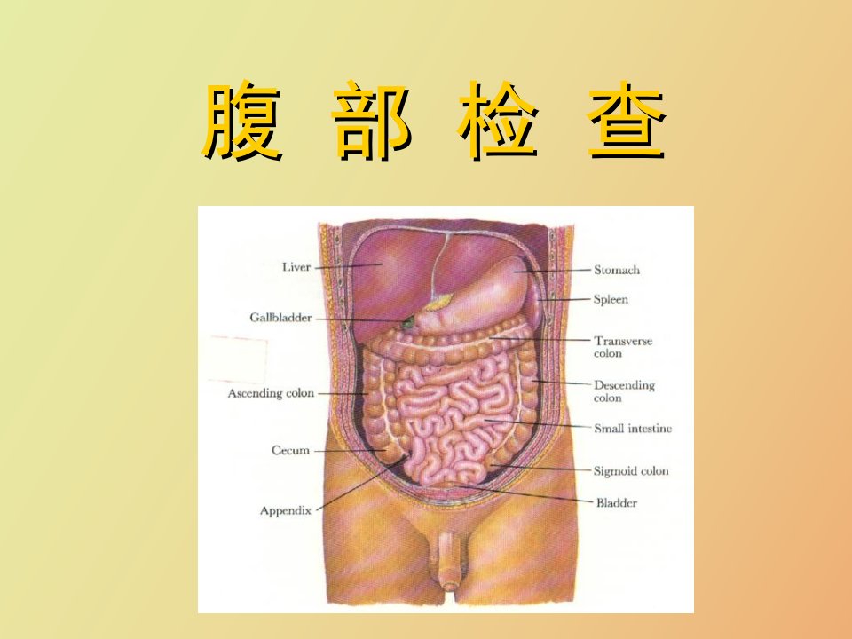 健康评估腹部检查