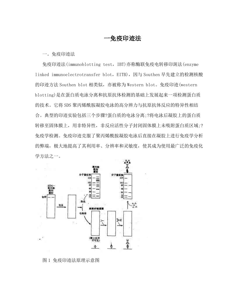 bfjAAA一免疫印迹法