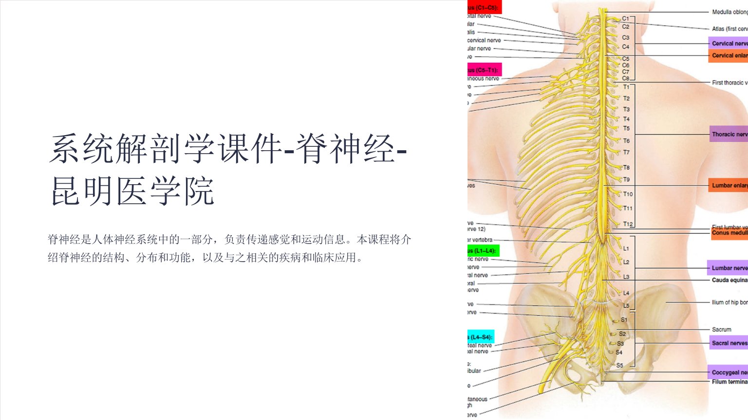 系统解剖学课件-脊神经-昆明医学院