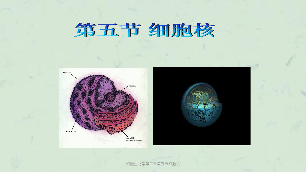 细胞生物学第三章第五节细胞核课件