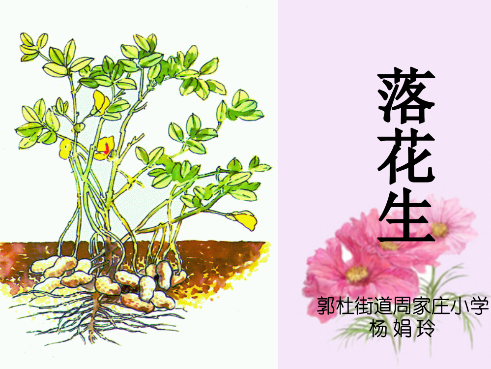 落花生教学课件PPT