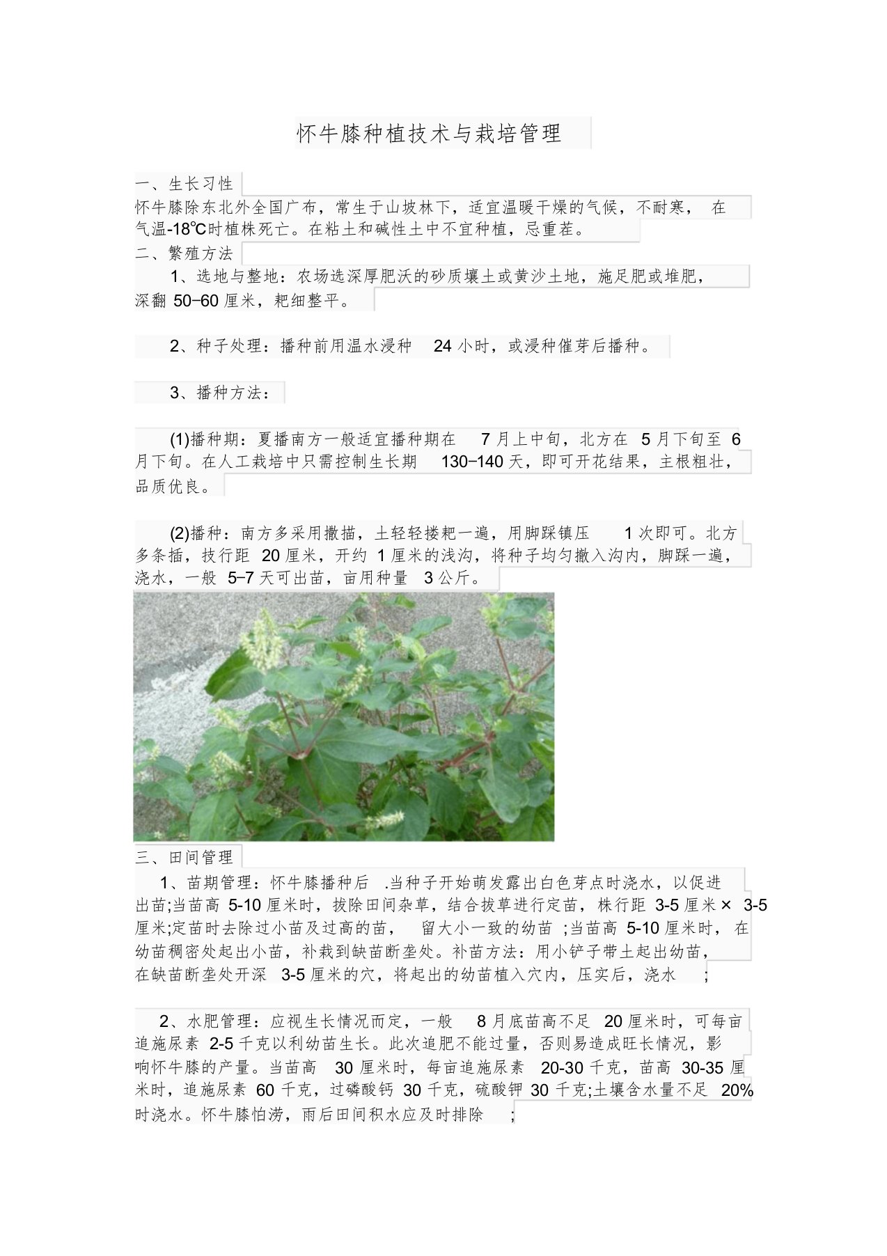 怀牛膝种植技术与栽培管理