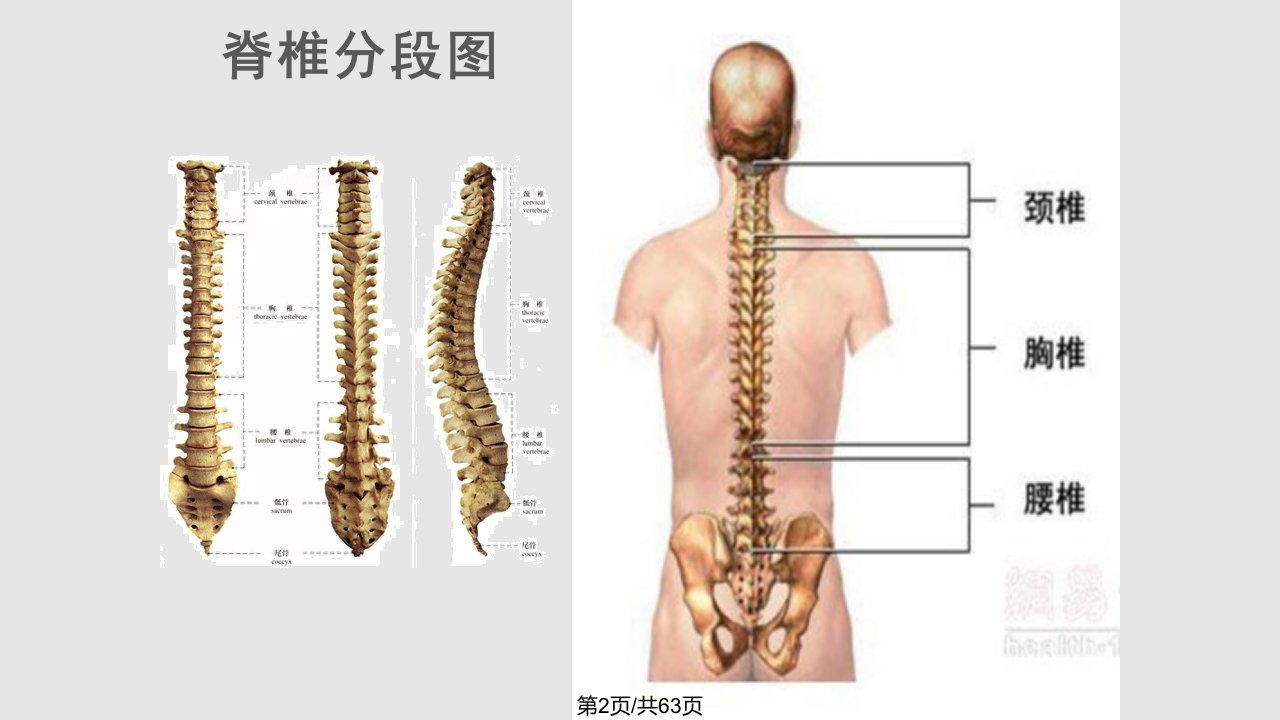 开岐老师脊柱课件