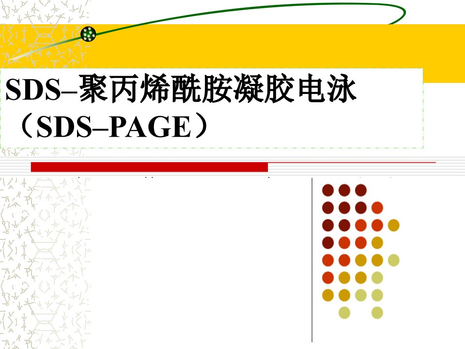 SDS–聚丙烯酰胺凝胶电泳SDS–PAGE