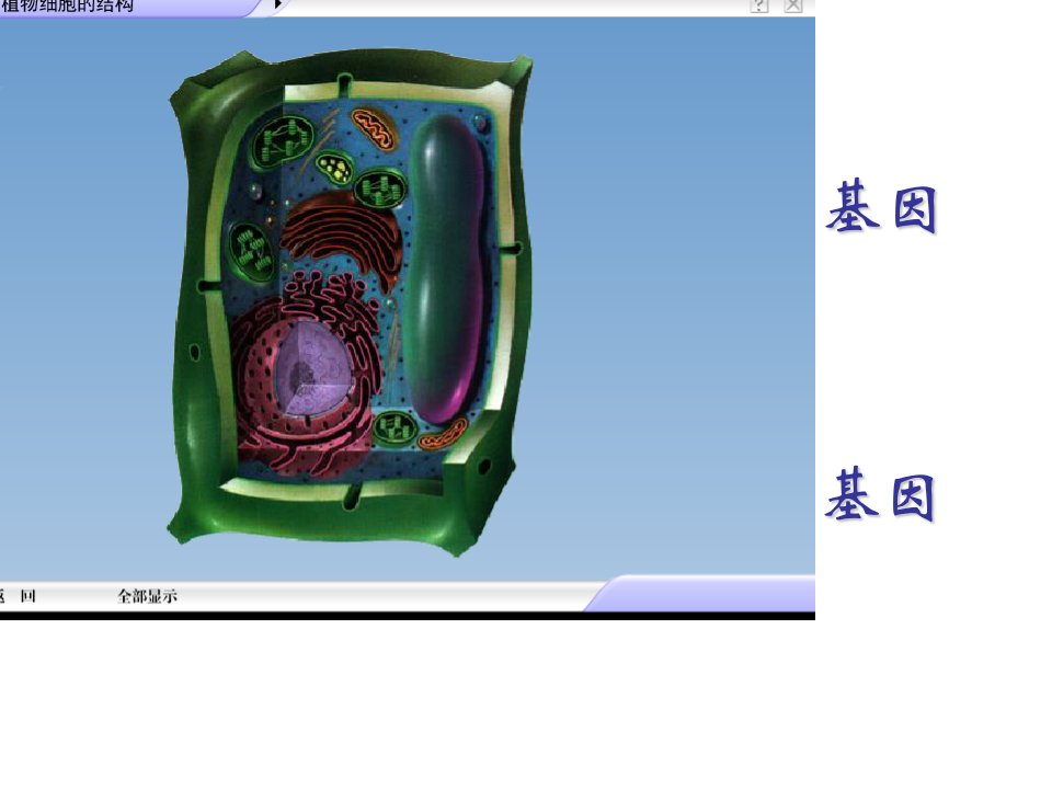 细胞质遗传和细胞核遗传