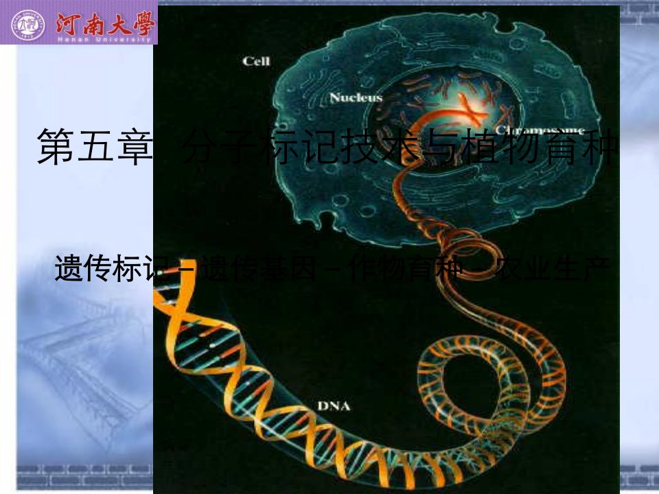 第五章分子标记技术与植物育种