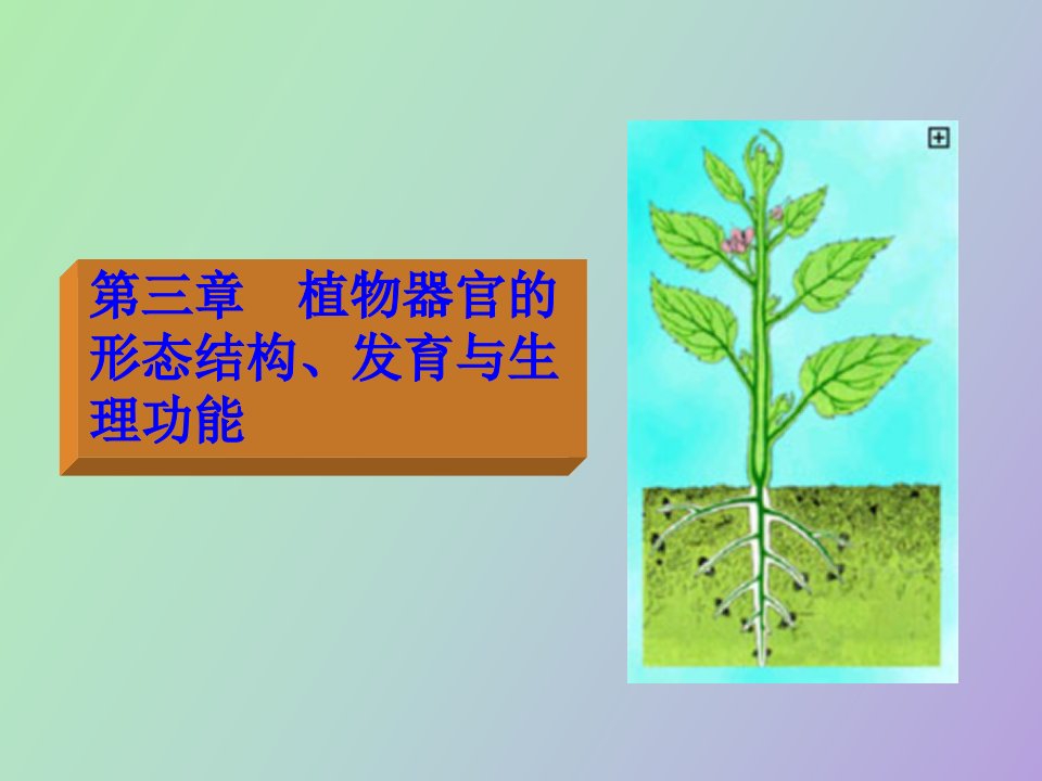 植物器官的形态结构、发育与生理功能