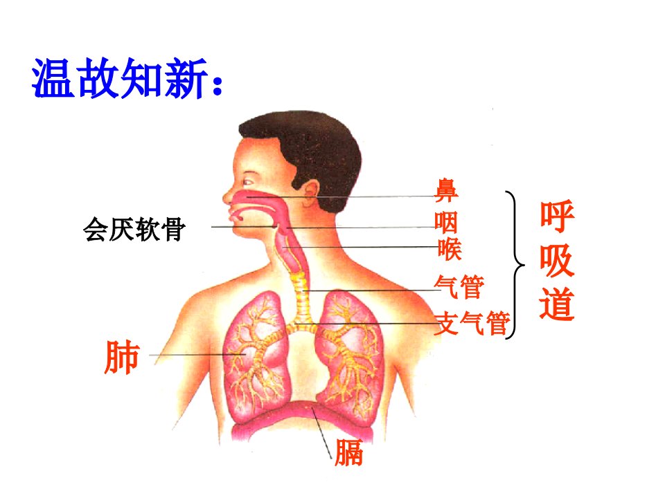 发生在肺内的气体交换