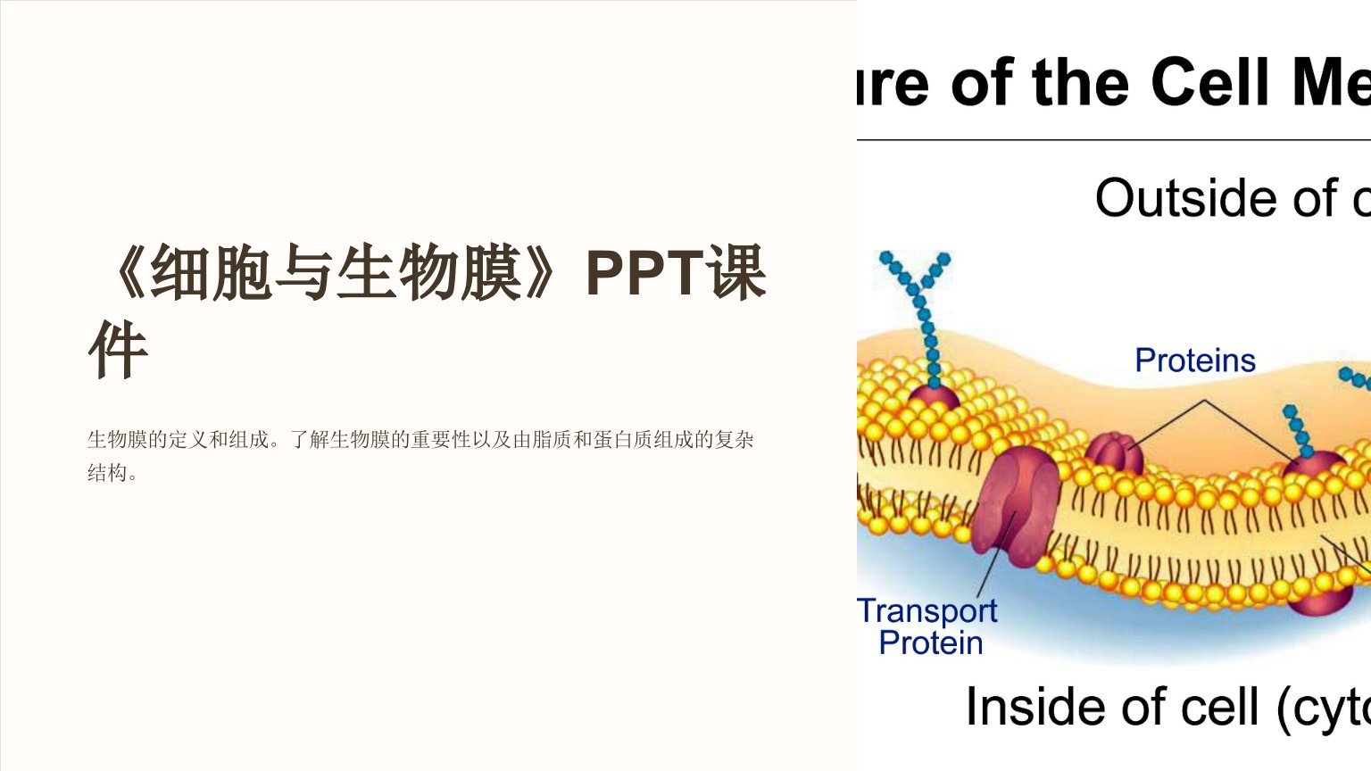 《细胞与生物膜》课件