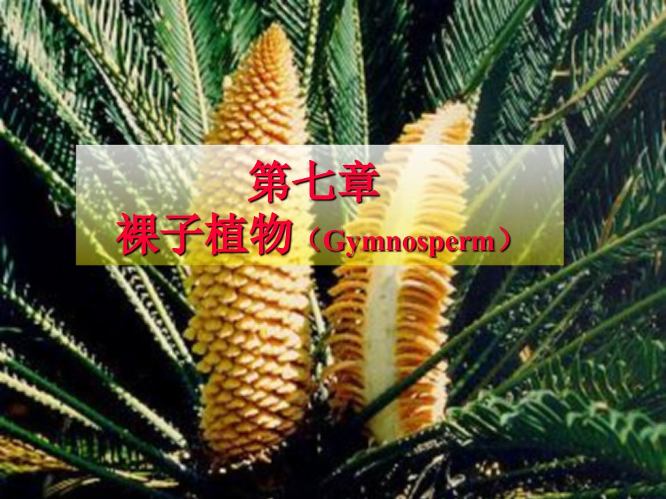 裸子植物的学习