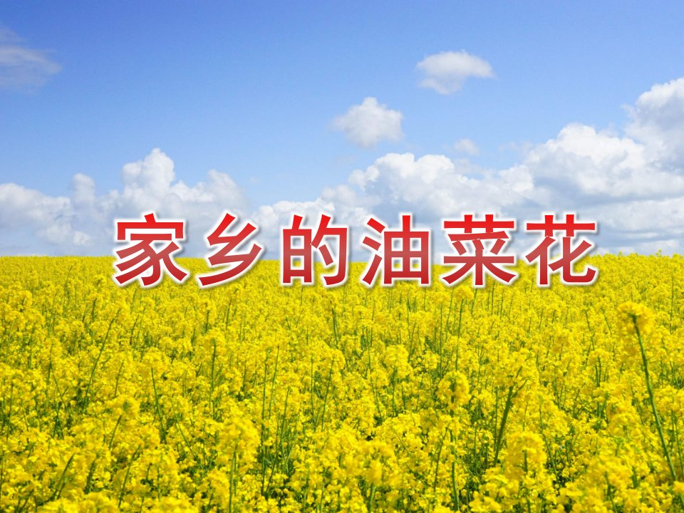 小班科学《家乡的油菜花》PPT课件教案PPT课件