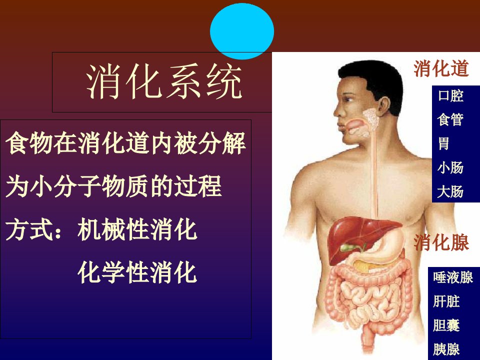 生理学第六章消化系统