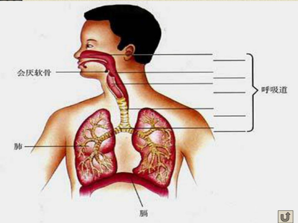 生物4.3.1呼吸道对空气的处理课件2人教版七年级