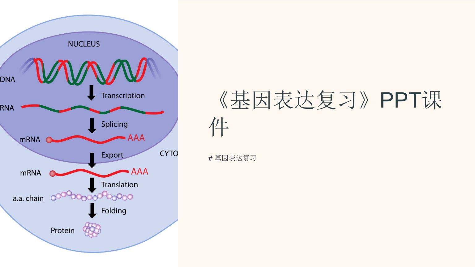 《基因表达复习》课件