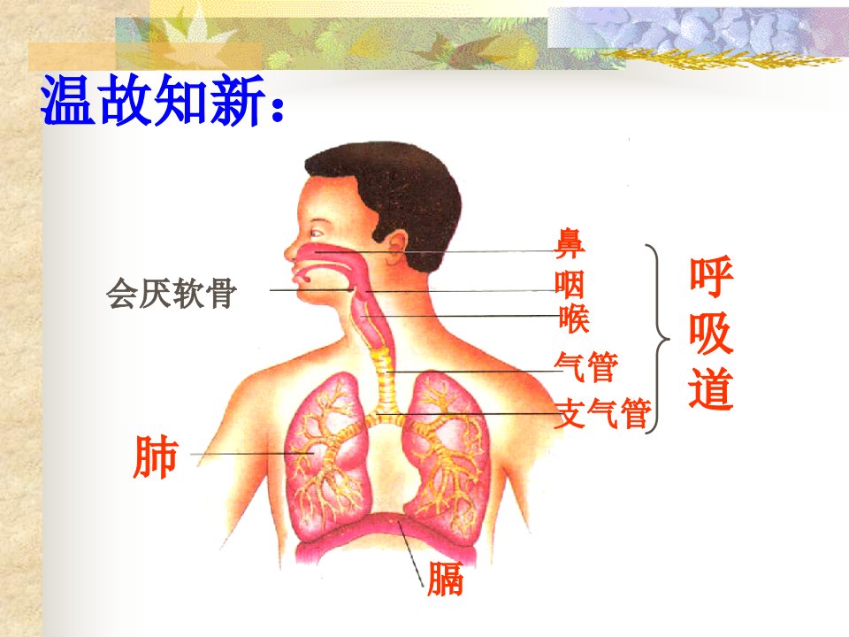 人教版初中生物学七年级下册发生在肺内的气体交换