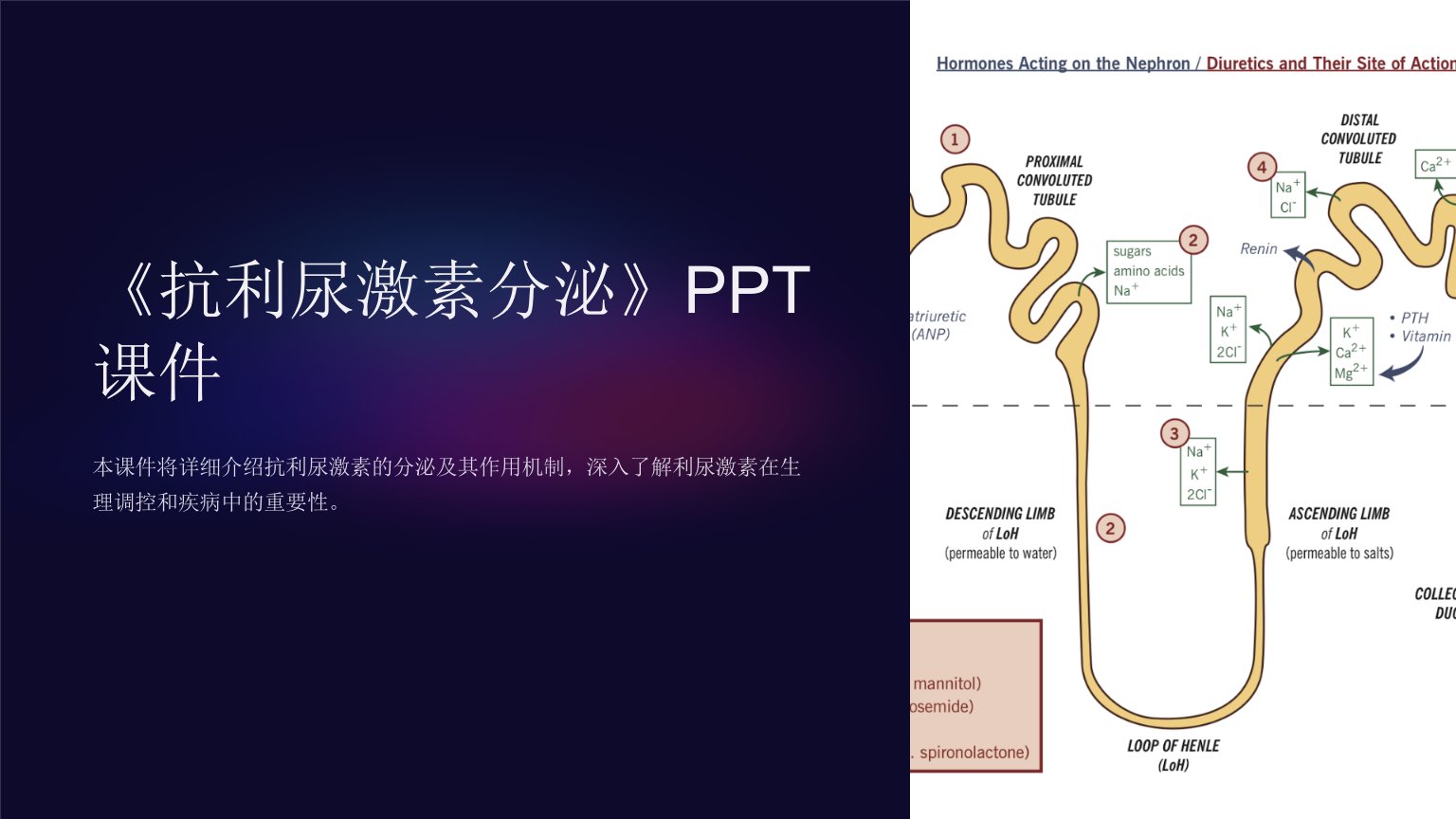 《抗利尿激素分泌》课件