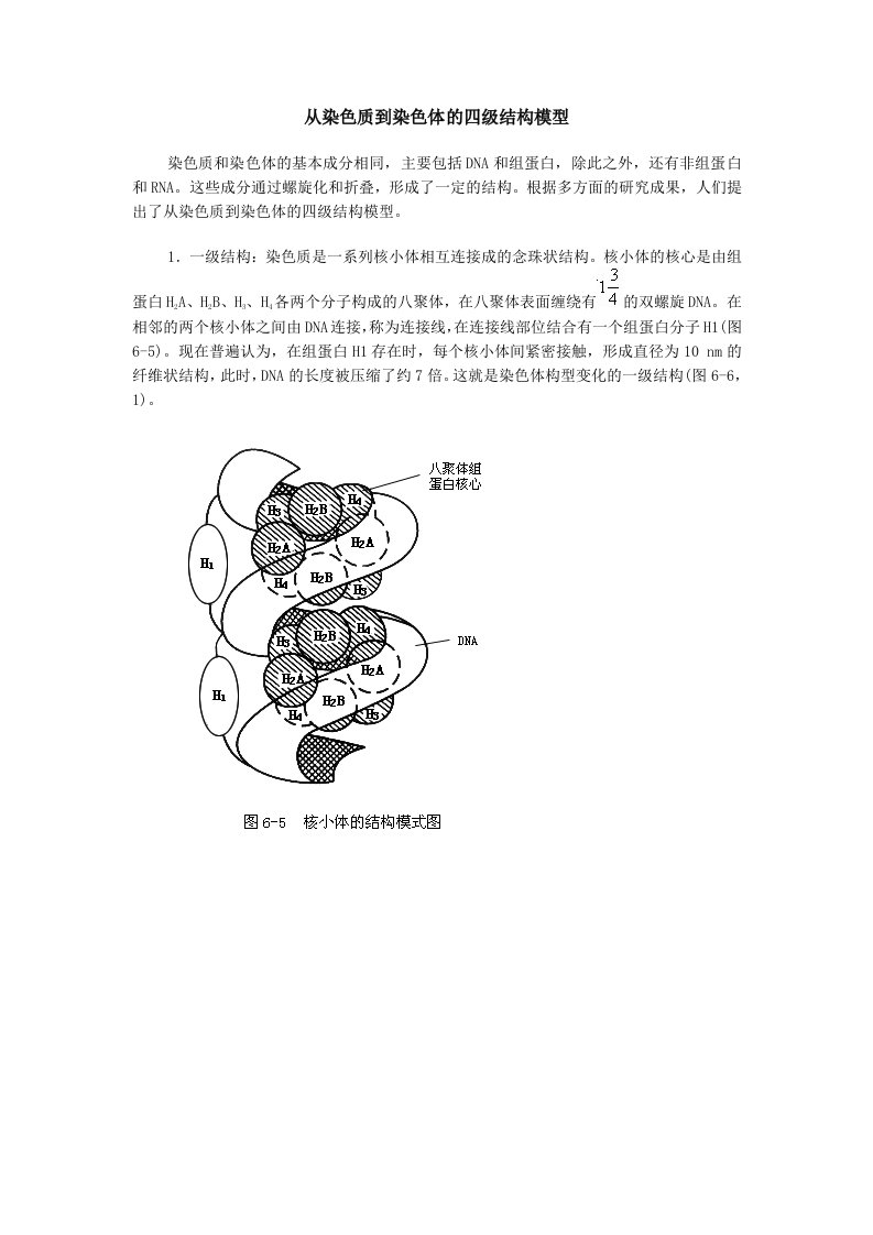 从染色质到染色体的四级结构模型