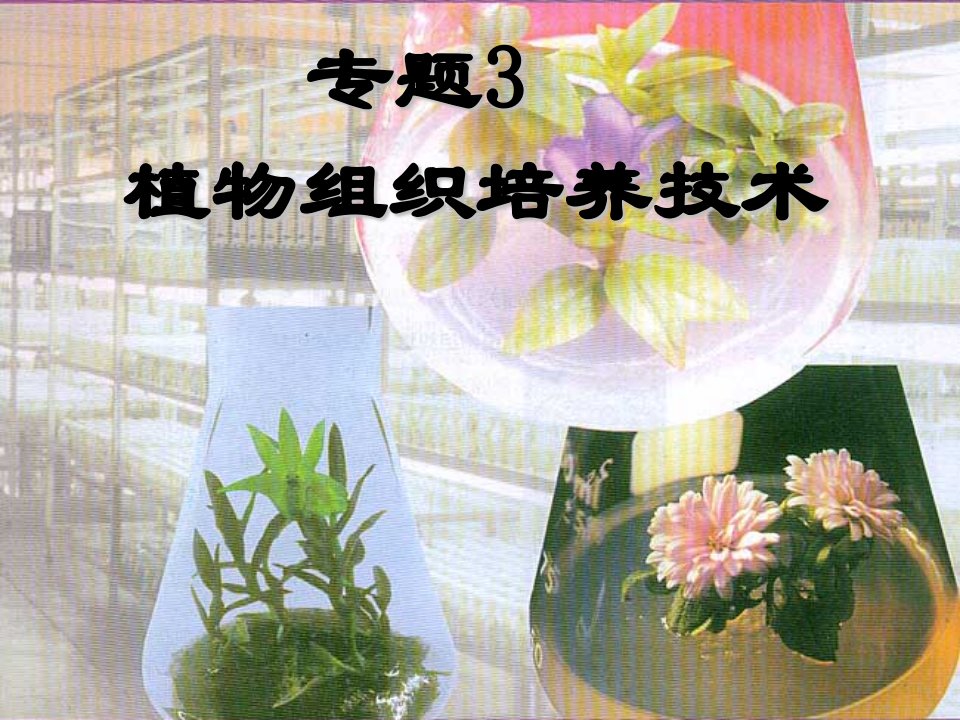 生物：3.1《菊花的组织培养》课件(1)(新人教版选修1)