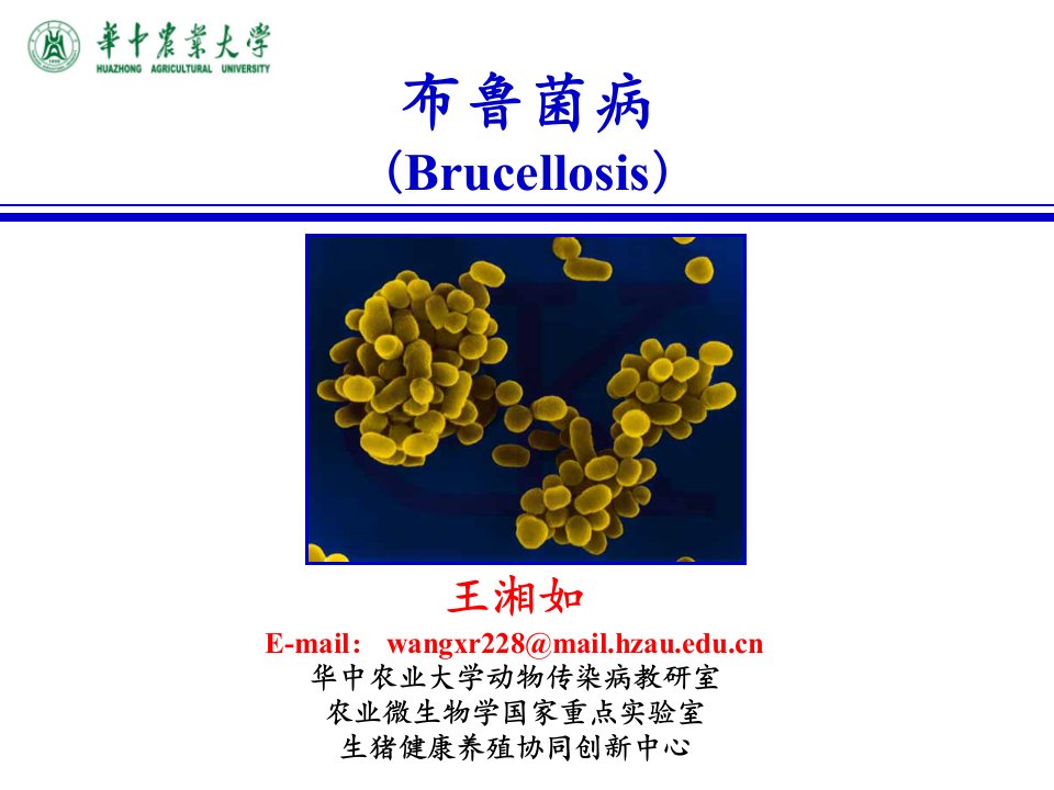 (动物传染病学课件）布鲁氏菌病